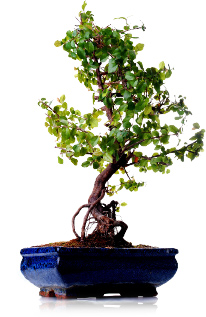 tree.jpg